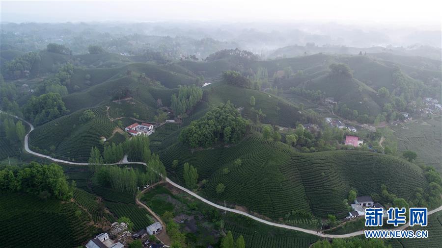 (春季美丽生态)(2)河南信阳:茶山春色
