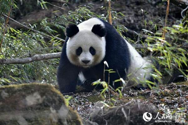 http://sc.people.com.cn/NMediaFile/2018/0507/LOCAL201805071547000567593326611.jpg